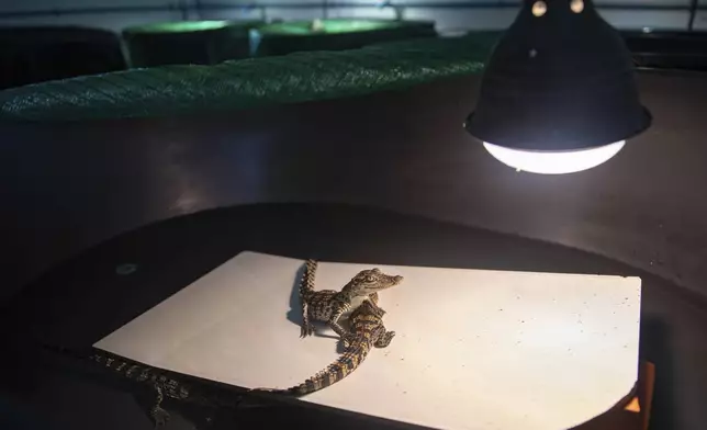 This shows siamese crocodile hatchlings in the incubation room of a conservation breeding center in Phnom Tamao, Cambodia's Takeo Province, on Aug. 4, 2024. (AP Photo/Anton L. Delgado)