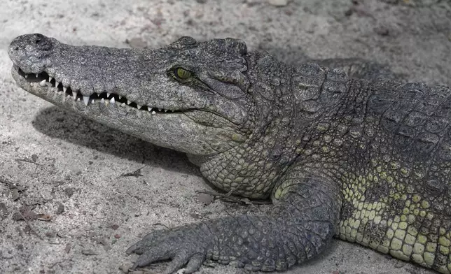 A crocodile sits in the hatchling nursery complex at Phnom Tamao Zoo in Takeo province, Cambodia, on Aug. 7, 2024. (AP Photo/Heng Sinith)