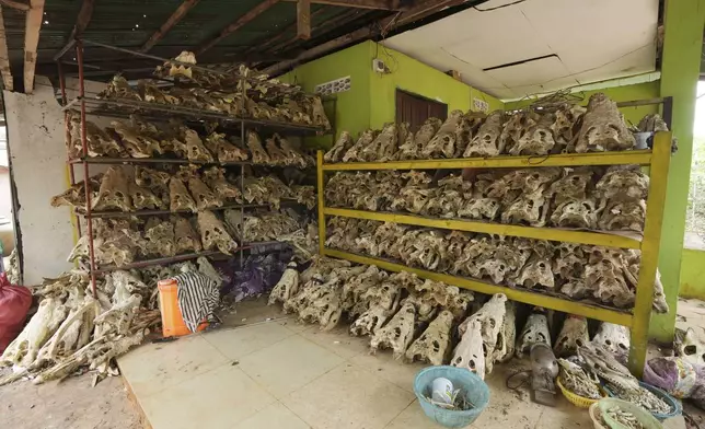 Crocodile heads are displayed in a crocodile farmer's house in Siem Reap province, Cambodia, on Aug. 2, 2024. (AP Photo/Heng Sinith)