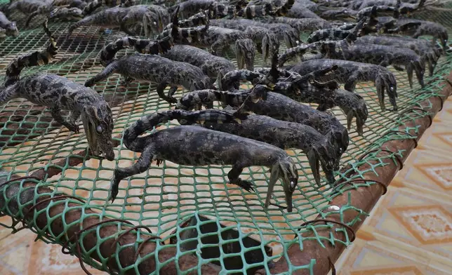 Crocodile babies are dried to be sold at a crocodile farmers shop in Siem Reap province, Cambodia, on Aug. 2, 2024. (AP Photo/Aniruddha Ghosal)