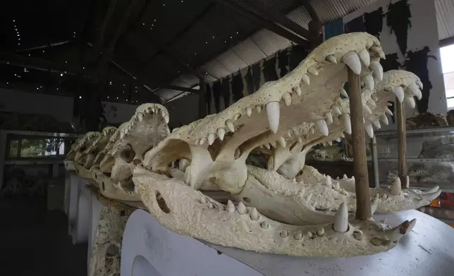 Crocodile heads are displayed in crocodile farmers house in Siem Reap province, Cambodia, on Aug. 2, 2024. (AP Photo/Heng Sinith)