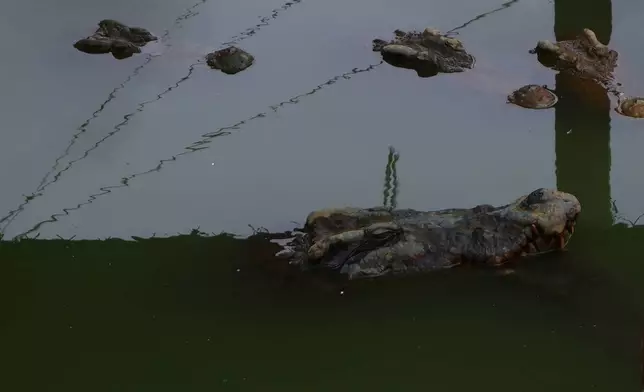 A crocodile is seen at a farm in Siem Reap Province, Cambodia, on Aug. 2, 2024. (AP Photo/Aniruddha Ghosal)