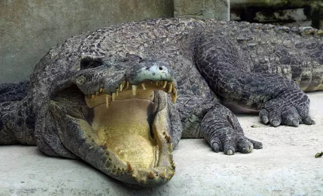 A crocodile is seen at a crocodile farm in Siem Reap province, Cambodia, on Aug. 2, 2024. (AP Photo/Heng Sinith)