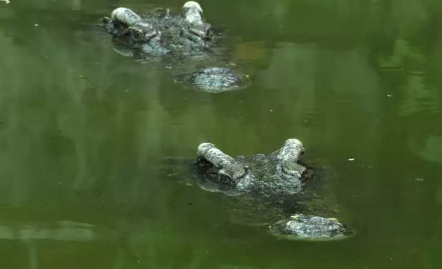 Farm crocodiles swim in a pool at a crocodile farm in Siem Reap province, Cambodia, on Aug. 2, 2024. (AP Photo/Heng Sinith)