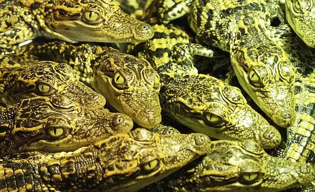 Crocodile babies rest together at a hatchling nursery in Phnom Tamao Zoo in Takeo province, Cambodia, on Aug. 7, 2024. (AP Photo/Heng Sinith)