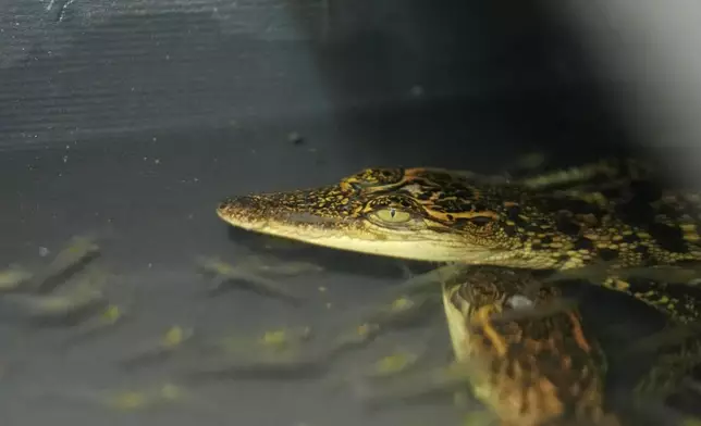 Crocodile babies eat krill at Phnom Tamao Zoo in Takeo province, Cambodia, on Aug. 7, 2024. (AP Photo/Heng Sinith)