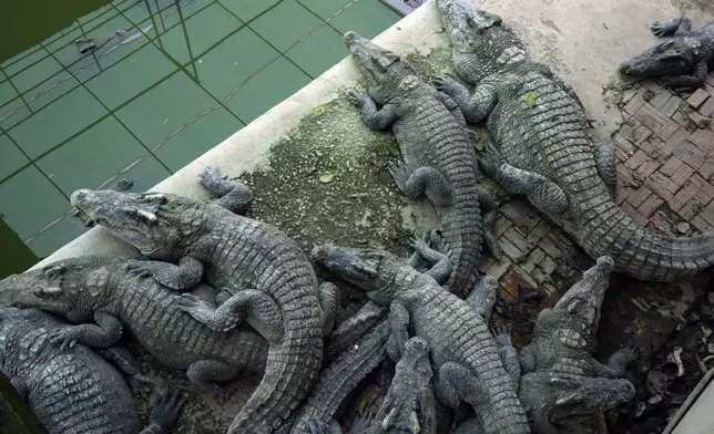 Farm crocodiles rest by a pool at a crocodile farm in Siem Reap province, Cambodia, on Aug. 2, 2024. (AP Photo/Heng Sinith)