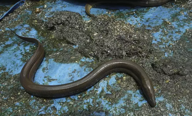 An eel crawls in a pool as its farm owner replaces water in the eel rearing pool at Tonle Sap complex, north of Phnom Penh, Cambodia, Wednesday, July 31, 2024. (AP Photo/Heng Sinith)