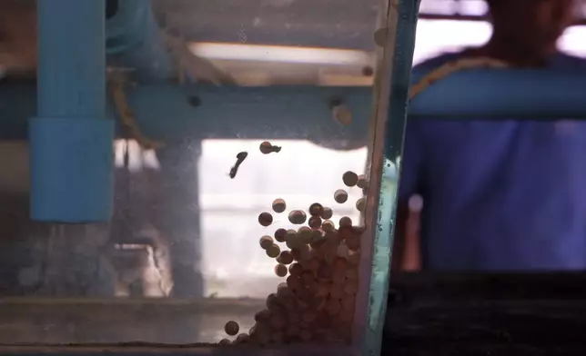 Eel eggs float in a tank raised by eel farmer in Kampong Chhnang province, Cambodia, Wednesday, July 31, 2024. (AP Photo/Aniruddha Ghosal)