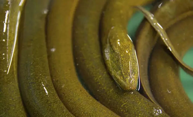 A bucket of eels for sale in Siem Reap province, Cambodia, Friday, Aug. 2, 2024. (AP Photo/Anton L. Delgado)