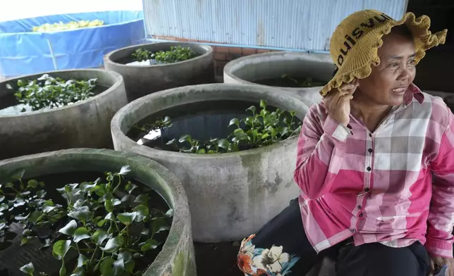 Eel farmer Luy Nga, 52, sits next to jars where eels are reared at Tonle Sap complex. north of Phnom Penh, Cambodia, Wednesday, July 31, 2024. (AP Photo/Heng Sinith)