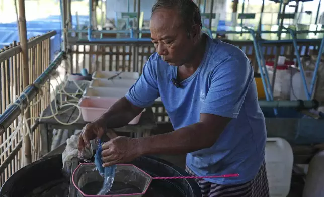 Eel farm owner Em Phat, 53, works in Tonle Sap complex, north of Phnom Penh Cambodia, Wednesday, July 31, 2024. (AP Photo/Heng Sinith)