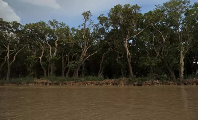 Trees stand on the edge of Tonle Sap lake, forming part of the surrounding forests, much of which has been logged or burned for farmland, in Cambodia, Friday, Aug. 2, 2024. (AP Photo/Aniruddha Ghosal)