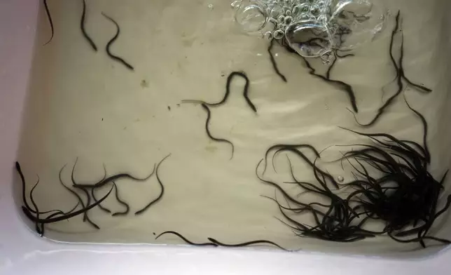 Baby eels swim in a tank at Tonle Sap complex, north of Phnom Penh, Cambodia, Wednesday, July 31, 2024. (AP Photo/Heng Sinith)