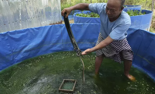 Em Phat, 53, eel farm owner, holds an eel in an eel rearing pool at Tonle Sap complex, north of Phnom Penh, Cambodia, Wednesday, July 31, 2024. (AP Photo/Heng Sinith)