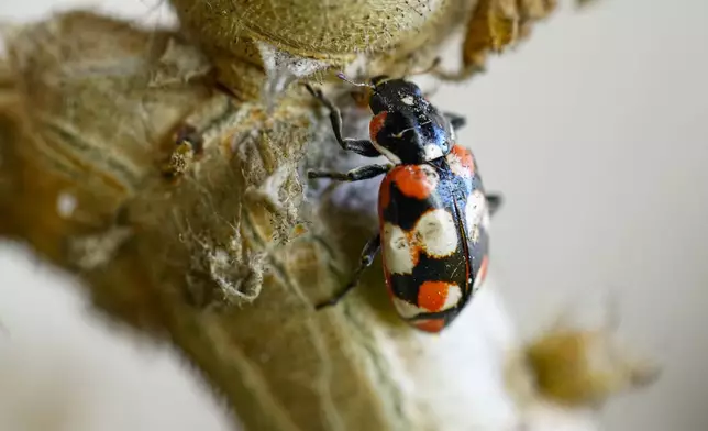 A ladybug walks up a plant in Santiago, Chile, Monday, Oct. 21, 2024. (AP Photo/Esteban Felix)