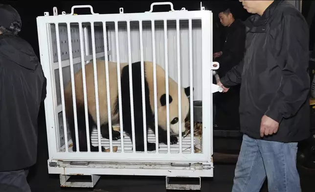 In this image taken from video and released by China's National Forestry and Grassland Administration, male giant panda Bao Li is prepared for transport from the Dujiangyan Base of the China Conservation and Research Center for the Giant Panda in southwestern China's Sichuan province on Monday, Oct. 14, 2024. (Jin Tao/China's National Forestry and Grassland Administration via AP)