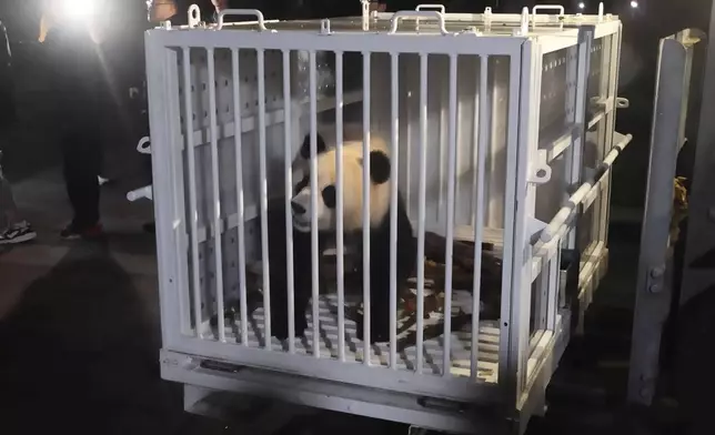 In this image taken from video and released by China's National Forestry and Grassland Administration, female giant panda Qing Bao is prepared for transport from the Dujiangyan Base of the China Conservation and Research Center for the Giant Panda in southwestern China's Sichuan province on Monday, Oct. 14, 2024. (Jin Tao/China's National Forestry and Grassland Administration via AP)