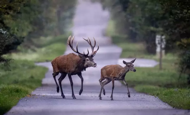 FILE - A stag follows a deer over a road in a forest in the Taurus region, near Frankfurt, Germany, as rutting season, when stags shed their antlers, ends, Friday, Oct. 11, 2024. (AP Photo/Michael Probst, File)