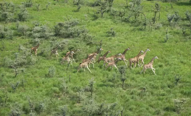 FILE - Giraffes migrate in national parks and the surrounding areas, in South Sudan, June 18, 2024. (AP Photo/Brian Inganga)