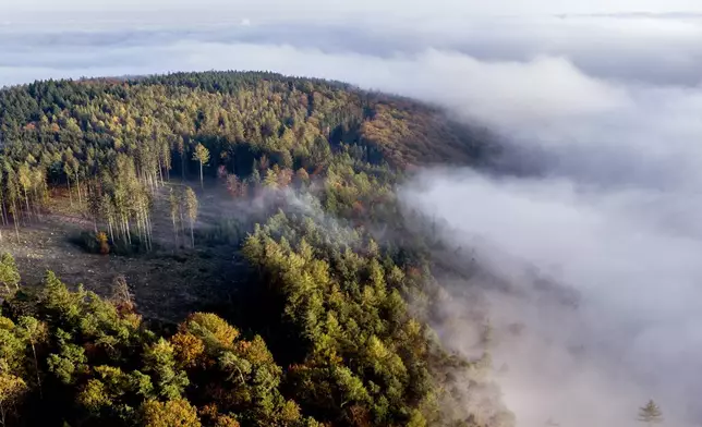 FILE - Fog drifts over the woods of the Taunus forest near Frankfurt, Germany, Oct. 28, 2024. (AP Photo/Michael Probst, File)