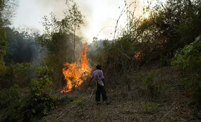 FILE - A member of the Pakanyo tribe set a fire in protected forest land at Chiang Mai province, Thailand, Monday, April 22, 2024. (AP Photo/Sakchai Lalit, File)