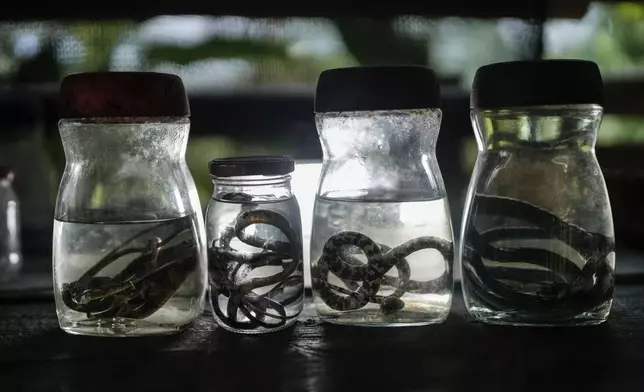 Snake specimens preserved in jars for children's education are displayed at El Guayacan nature reserve by Melqui Mosquera in San Isidro, Choco state, Colombia, Tuesday, Sept. 24, 2024. (AP Photo/Ivan Valencia)