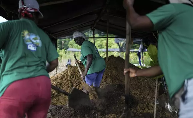 A group of women, part of Asociacion Nuestra Casa Comun, or Our Community House Association, work to reforest an area destroyed by illegal mining, near Paimado, Colombia, Tuesday, Sept. 24, 2024. (AP Photo/Ivan Valencia)