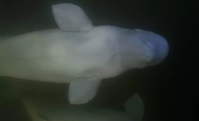 Beluga whales swim through the Churchill River, Monday, Aug. 5, 2024, near Churchill, Manitoba. (AP Photo/Joshua A. Bickel)