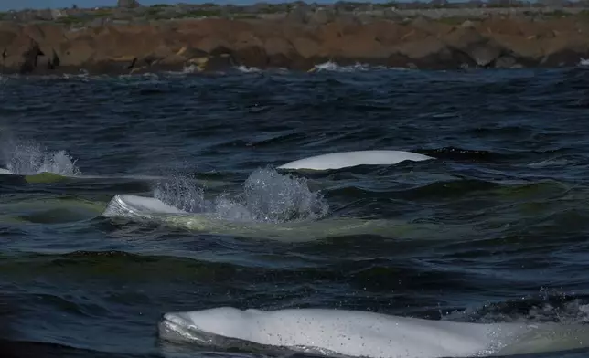 A pod of beluga whales surface at they swim through the Churchill River, Monday, Aug. 5, 2024, near Churchill, Manitoba. (AP Photo/Joshua A. Bickel)