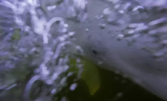 A beluga whale swims through the Churchill River, Sunday, Aug. 4, 2024, near Churchill, Manitoba. (AP Photo/Joshua A. Bickel)