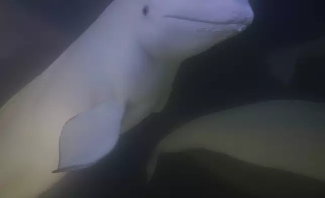 A beluga whale swims through the Churchill River, Sunday, Aug. 4, 2024, near Churchill, Manitoba. (AP Photo/Joshua A. Bickel)