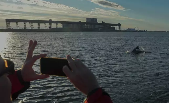 Geoff York, research director for Polar Bears International, takes a photo of a beluga whale as it surfaces, Sunday, Aug. 4, 2024, in the Churchill River near Churchill, Manitoba. (AP Photo/Joshua A. Bickel)