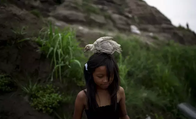 A girl carries a chicken on her head while going down a hill that shows the low level of the Amazon River, in Leticia, Colombia, Monday, Oct. 21, 2024. (AP Photo/Ivan Valencia)