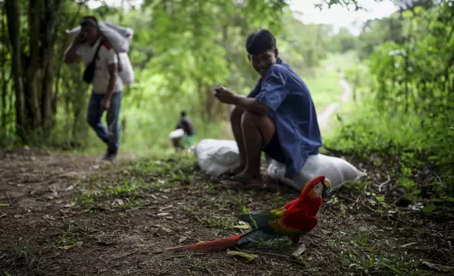 A macaw accompanies people from the Tikuna Indigenous community who carry aid from a nonprofit amid a drought on Amazon River in Santa Sofia, on the outskirts of Leticia, Colombia, Sunday, Oct. 20, 2024. (AP Photo/Ivan Valencia)