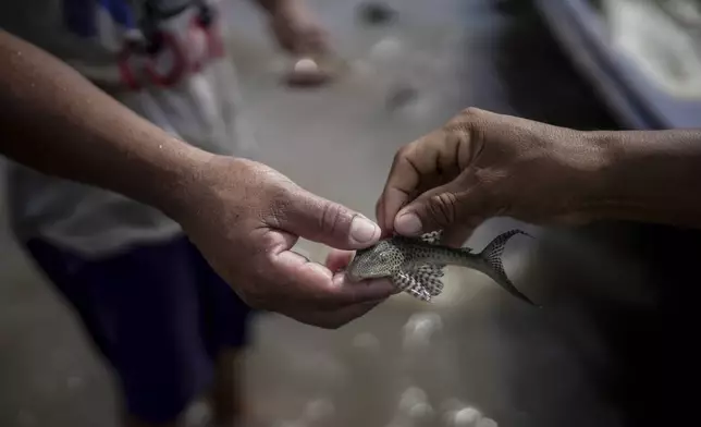 Fishermen hold an aphanotorulus unicolor, a species of catfish, they caught in the Amazon River amid a drought on the outskirts of Leticia, Colombia, Monday, Oct. 21, 2024. (AP Photo/Ivan Valencia)