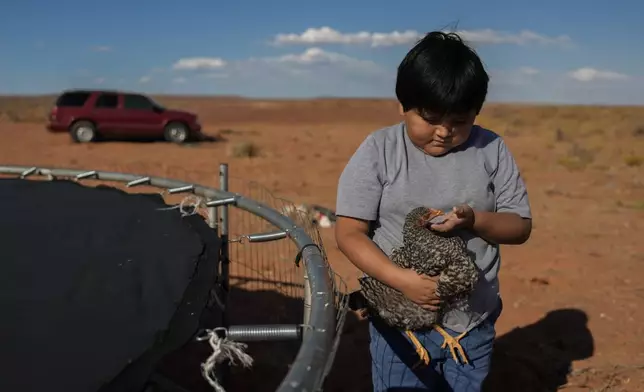 Liam Gillis, 7, holds one of his chickens, Wednesday, Oct. 9, 2024, at his home on the Navajo Nation in Halchita, Utah. (AP Photo/Joshua A. Bickel)