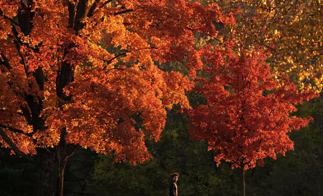 FILE - A person walks past trees displaying fall colors, Oct. 25, 2024, in Shawnee, Kan. (AP Photo/Charlie Riedel, File)