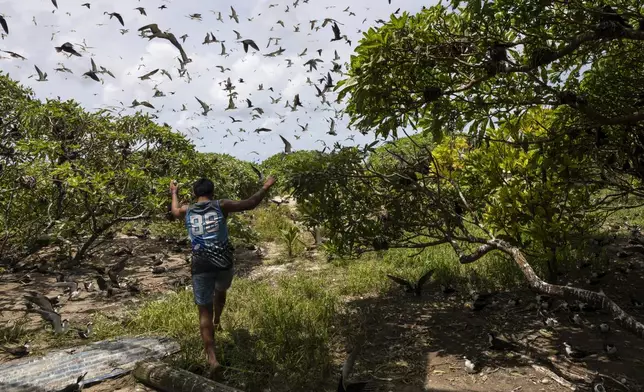 McCain Maximo runs back into the trees filled with bridled tern nests on the northern end of the sand bar on Helen Island, Palau, on July 17, 2024. (AP Photo/Yannick Peterhans)