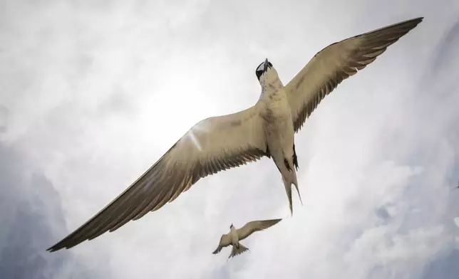 Bridled terns fly July 17, 2024, on Helen Island, Palau. (AP Photo/Yannick Peterhans)