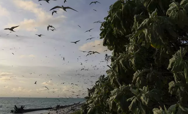 Bridled terns fly over Helen Island, Palau, on July 17, 2024. (AP Photo/Yannick Peterhans)