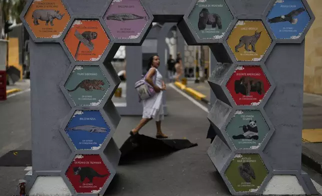 Animals in risk of extinction display is exhibited in the green zone, a day ahead of the COP16 United Nations biodiversity conference, in host city Cali, Colombia, Saturday, Oct. 19, 2024. (AP Photo/Fernando Vergara)