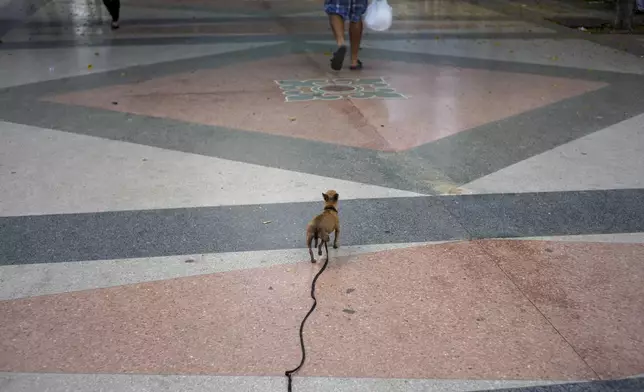 A dog on a leash walks behind its owner in Havana, Cuba, Saturday, Sept. 28, 2024. (AP Photo/Ramon Espinosa)