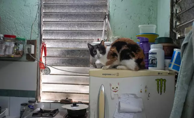 A cat lies on a refrigerator at the Adoptions for Love animal shelter in Havana, Cuba, Wednesday, Oct. 2, 2024. (AP Photo/Ramon Espinosa)