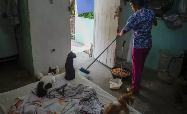 A kitten named Mini, center, watches veterinary technician Elizabeth Meade sweep the floor at the Adoptions for Love animal shelter she founded in Havana, Cuba, Wednesday, Oct. 2, 2024. (AP Photo/Ramon Espinosa)