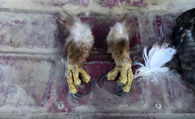 FILE - This undated photo from a court document provided by the U.S. Attorney for the District of Montana shows golden eagle feet recovered by law enforcement officers from a Washington state man's vehicle. (Courtesy of the U.S. Attorney for the District of Montana via AP, File)