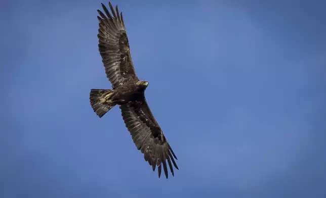 FILE - An adult golden eagle circles overhead in a remote area of Box Elder County, Utah, May 20, 2021. (Spenser Heaps/The Deseret News via AP, File)