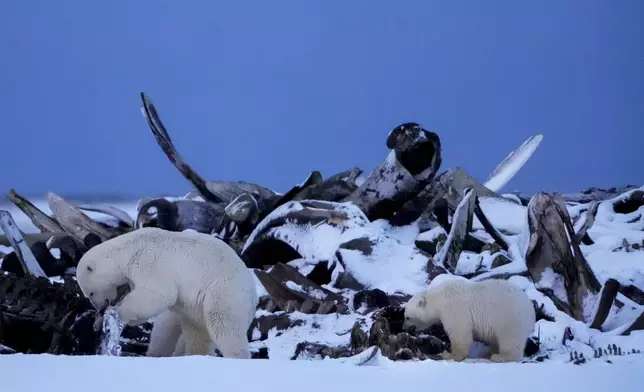 A polar bear and a cub search for scraps in a large pile of bowhead whale bones left from the village's subsistence hunting at the end of an unused airstrip near the village of Kaktovik, Alaska, Tuesday, Oct. 15, 2024. (AP Photo/Lindsey Wasson)