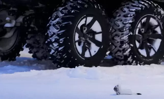 An ermine runs through the snow with its catch near a villager's ATV as night falls in Kaktovik, Alaska, Wednesday, Oct. 16, 2024. (AP Photo/Lindsey Wasson)