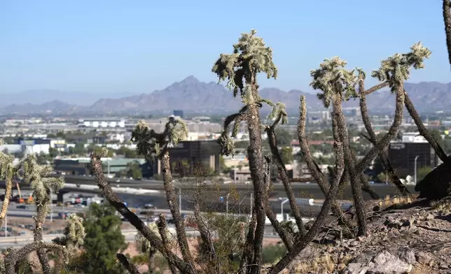 Cactus plants dominate a hiking trail from The Buttes Tuesday, Sept. 24, 2024, in Tempe, Ariz. (AP Photo/Ross D. Franklin)